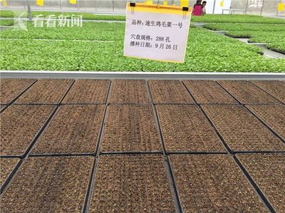 科技賦能民生 上海交大團(tuán)隊(duì)引領(lǐng)無公害農(nóng)業(yè)與智能交通新篇章